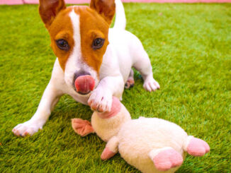 dog licking a pig toy
