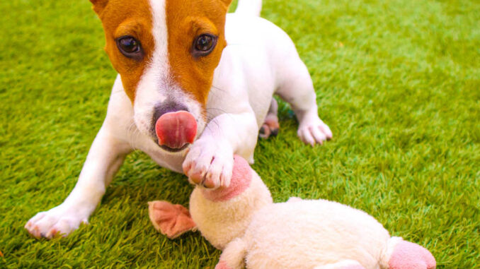 dog licking a pig toy