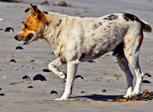 Jack Russell limping while on a walk at the beach