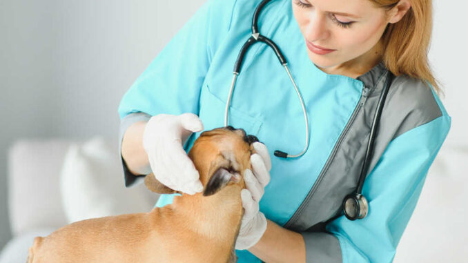 examining a small dog's lips