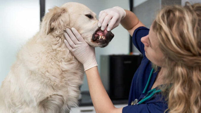 lip and mouth inspection at the vet