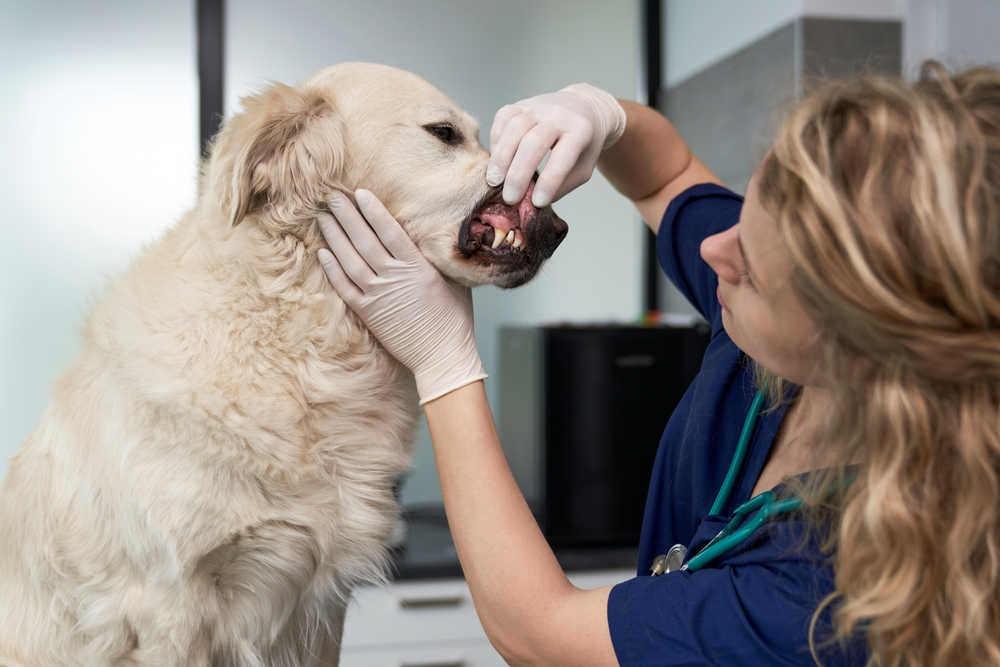 lip and mouth inspection at the vet