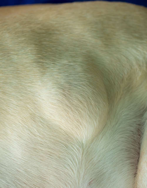 lipoma under fur on a labrador