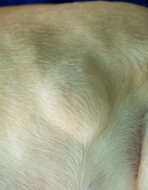 12 Common Dog Lumps and Bumps (with Pictures)