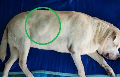 lipoma on a labrador laying on the ground