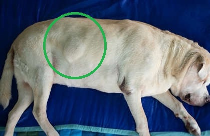 lipoma on a labrador laying on the floor