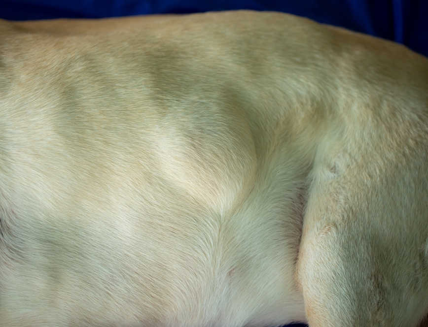 lipoma on a labrador