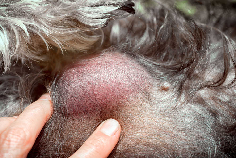lipoma under dog's skin