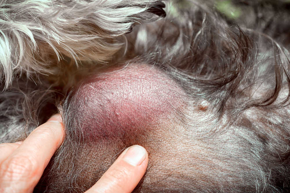 what causes small bumps on dogs back