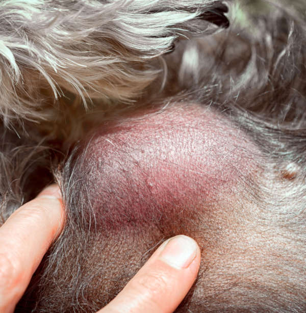 closeup picture of a lipoma under dog's skin