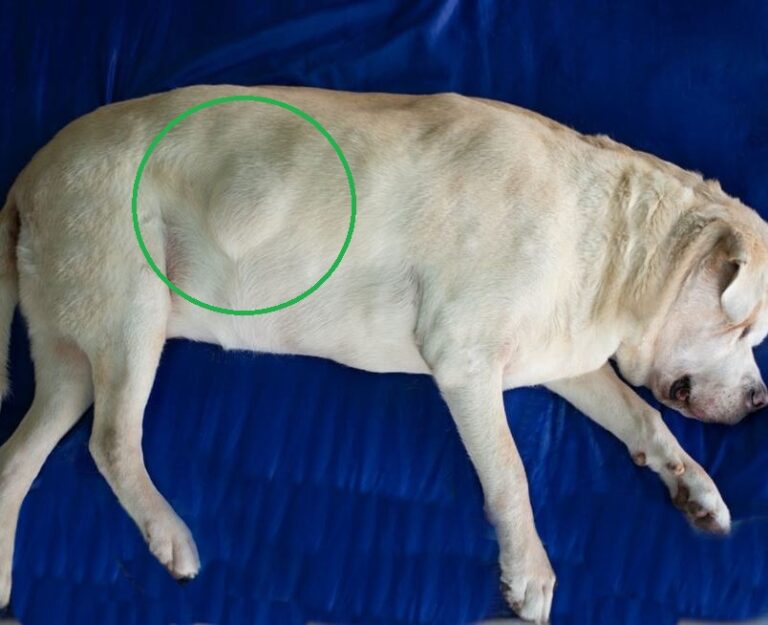 Chest or Rib Cage Lumps In Dogs [Vet Advice]