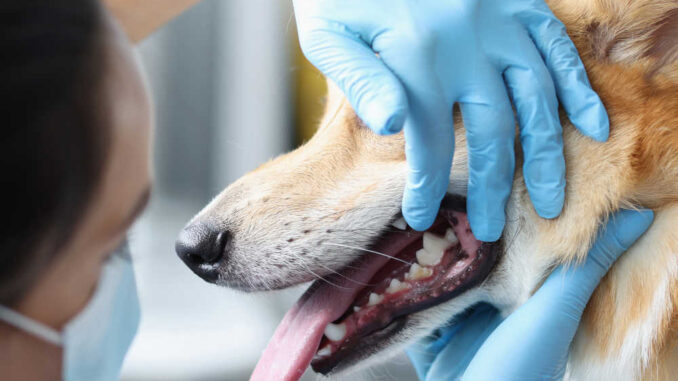 Vet inspecting dog's lips and mouth