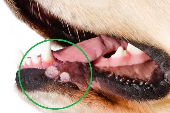 warts on a dog's lips near the mouth