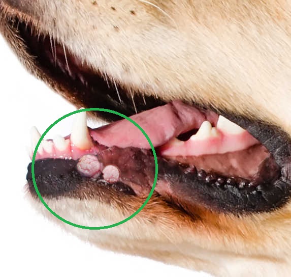 white wart on a dog's lip