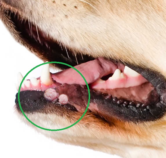 what does a dog wart look like