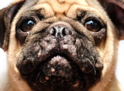 closeup of a young pug's face with many white spots on lips and chin due to dog acne