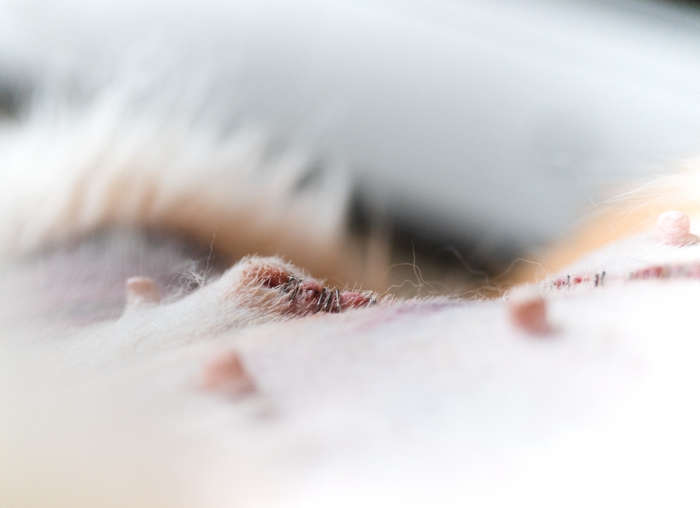 closeup of an incision lump on a dog after spay surgery