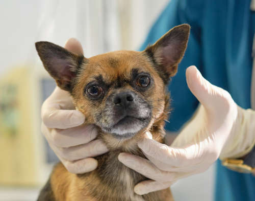 lymph node exam by the vet