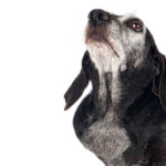 lymphoma cancer on dog