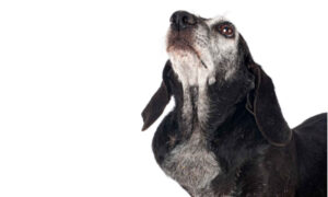 lymphoma cancer on dog