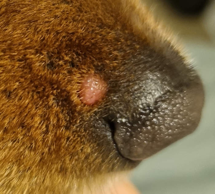 small raised pink bump near a dog's nose