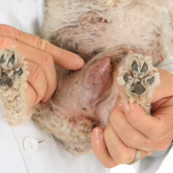 vet holds a dog in his arms and points to a mammary gland tumor