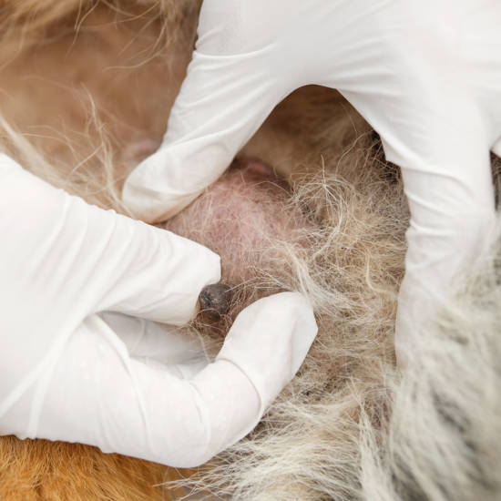 vet shows a mammary gland tumor on a dog (with white gloves)