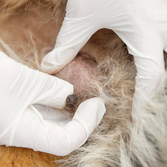 veterinarian showing a mammary tumor in a dog