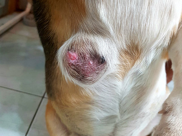 mammary gland tumor on a dog