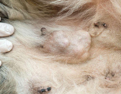 Closeup of a mammary tumor near dog nipples