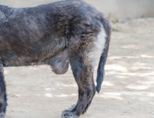 Dr. Bonk Explains Mammary Tumors in Dogs (With Pictures)
