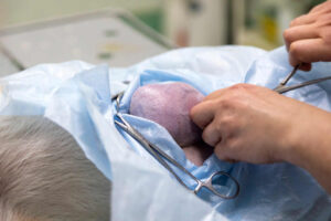 Cost of Removing Dog Mammary Tumors [By Surgery Type and Location]