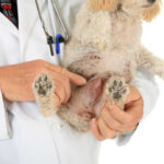 Veterinarian showing a mammary tumor in a dog