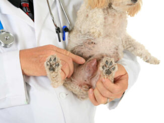 Veterinarian showing a mammary tumor in a dog
