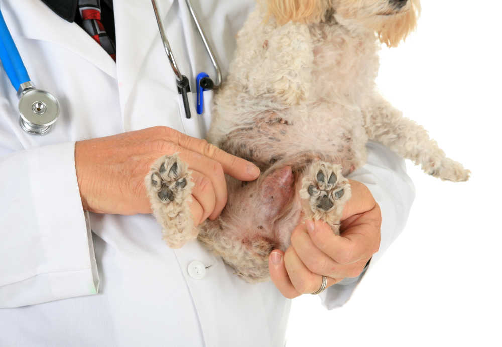 Veterinarian showing a mammary tumor in a dog