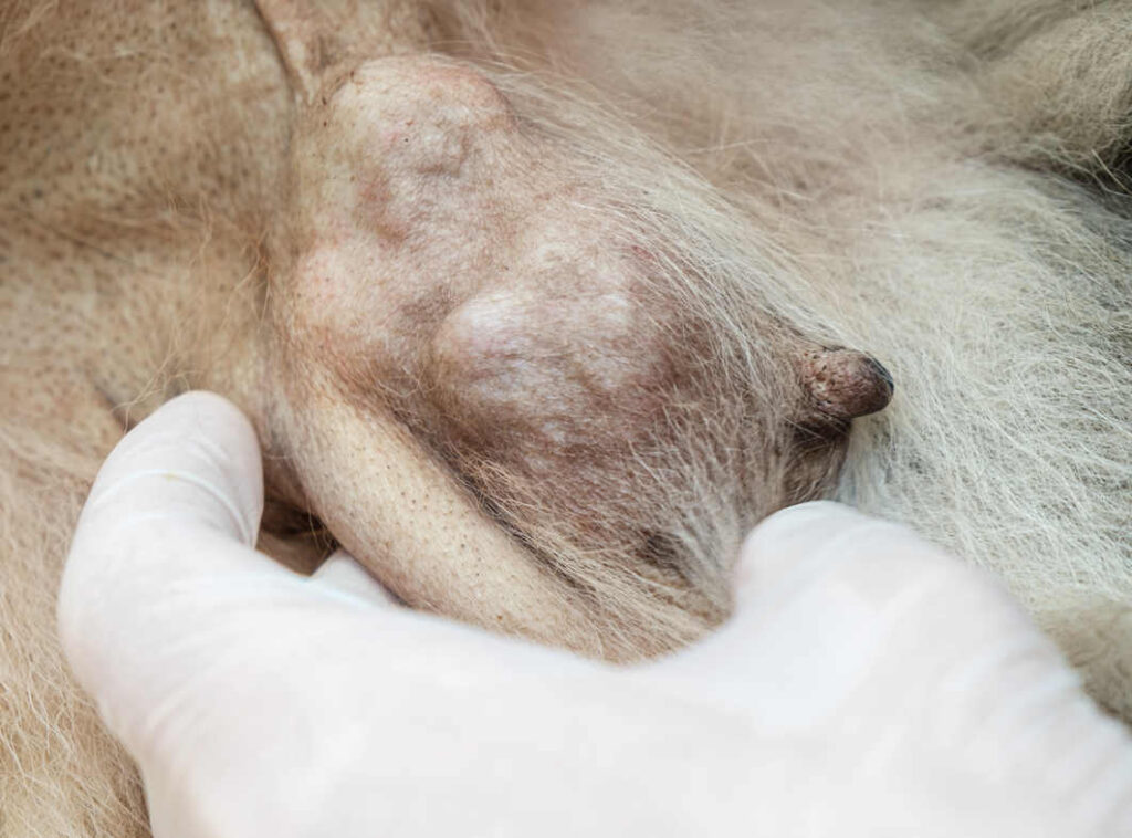 closeup of a dog mammary tumor