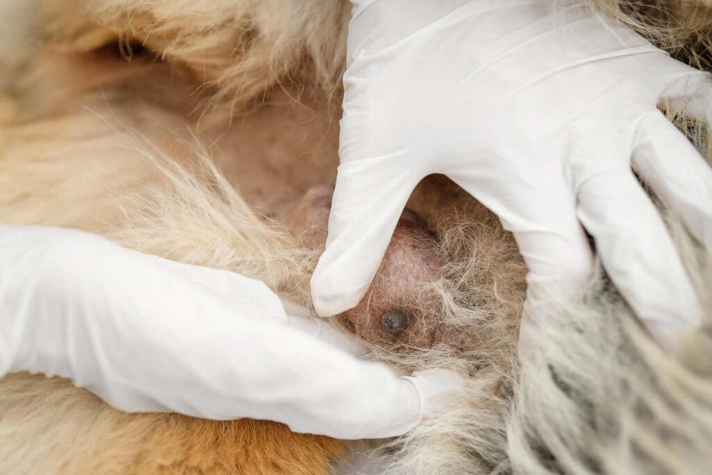 mammary tumor in a dog as shown by a doctor with white gloves