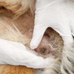 dog mammary tumor