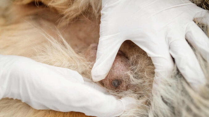 can mammary tumors in dogs be cured