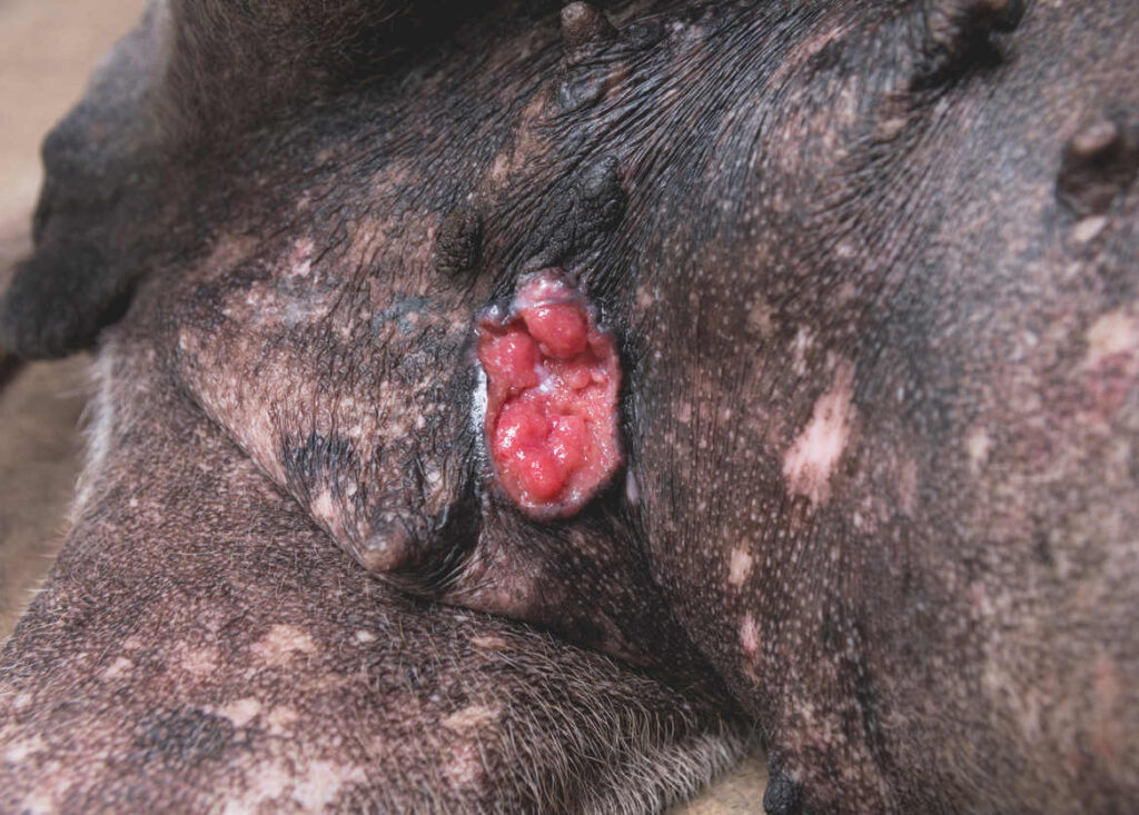 is mammary cancer in dogs painful