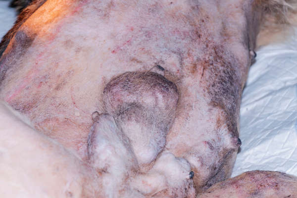 Multiple mammary tumors on a dog