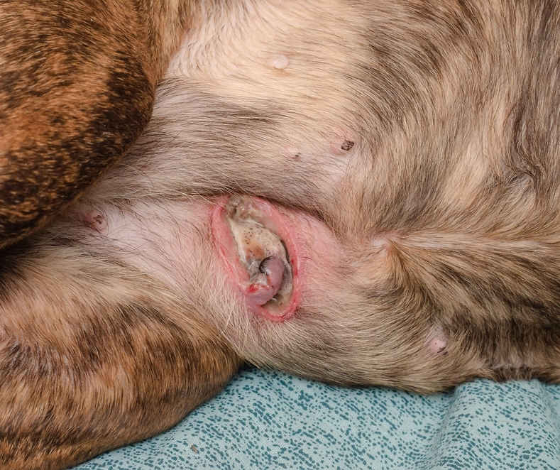 is mammary cancer in dogs painful