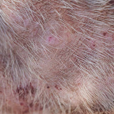 hair loss on dog's skin as a result of flea allergy dermatitis