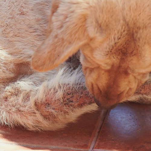 dog with mange lesions and hair loss on tail