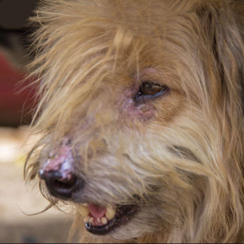 Dog's head with lesions from mange on nose and around the eyes