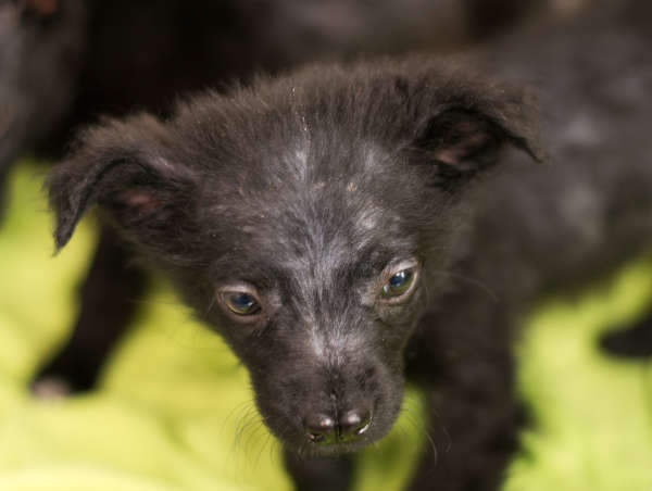 black puppy with split nose and hairloss due to demodectic mange