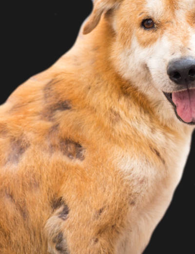 scabies and hairloss on dog