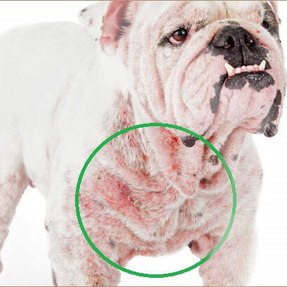 bulldog with late stage demodectic mange