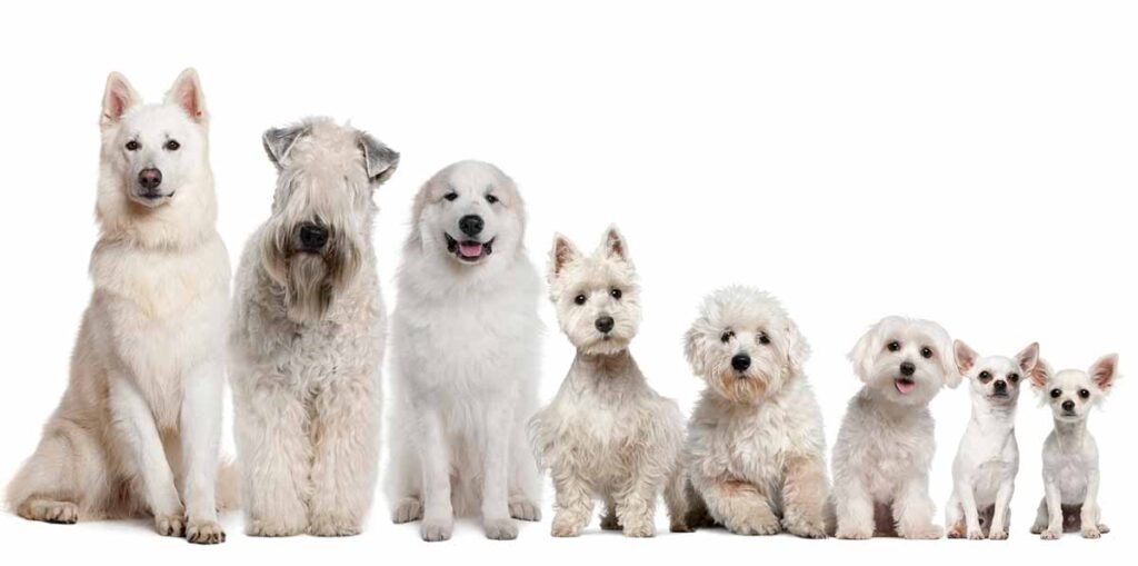 what breed are the fluffy white dogs