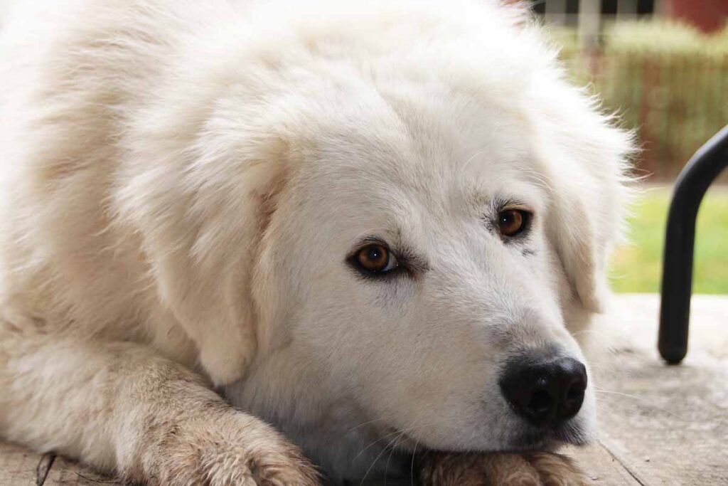 Maremma Sheepdog on the floor